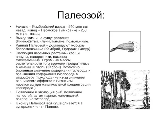 Палеозой: Начало – Кембрийский взрыв - 540 млн лет назад, конец –