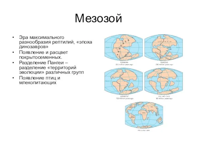 Мезозой Эра максимального разнообразия рептилий, «эпоха динозавров» Появление и расцвет покрытосеменных. Разделение