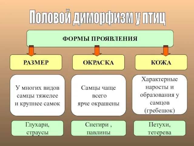 Половой диморфизм у птиц ФОРМЫ ПРОЯВЛЕНИЯ РАЗМЕР ОКРАСКА КОЖА У многих видов