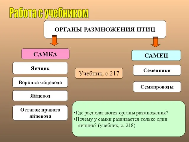 ОРГАНЫ РАЗМНОЖЕНИЯ ПТИЦ САМКА САМЕЦ Работа с учебником Яичник Семенники Учебник, с.217