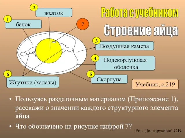 Пользуясь раздаточным материалом (Приложение 1), расскажи о значении каждого структурного элемента яйца