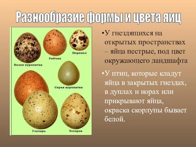 Разнообразие формы и цвета яиц У гнездящихся на открытых пространствах – яйца