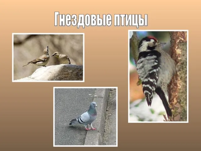 Гнездовые птицы