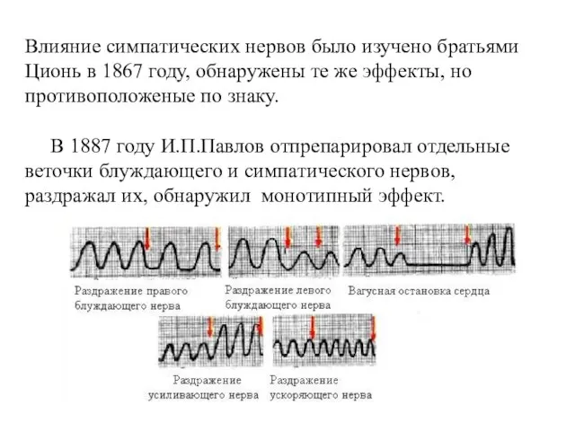 Влияние симпатических нервов было изучено братьями Ционь в 1867 году, обнаружены те