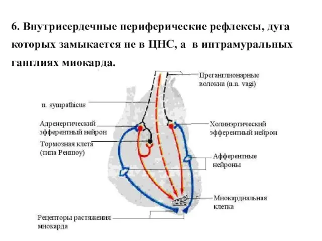 6. Внутрисердечные периферические рефлексы, дуга которых замыкается не в ЦНС, а в интрамуральных ганглиях миокарда.