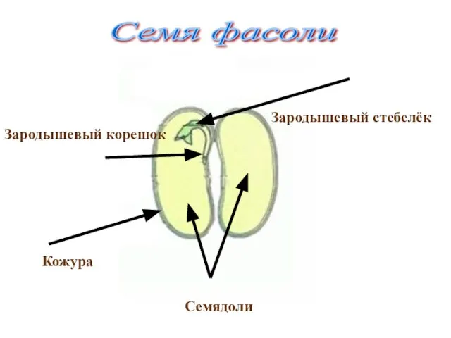 Семя фасоли Зародышевый корешок Кожура Семядоли Зародышевый стебелёк