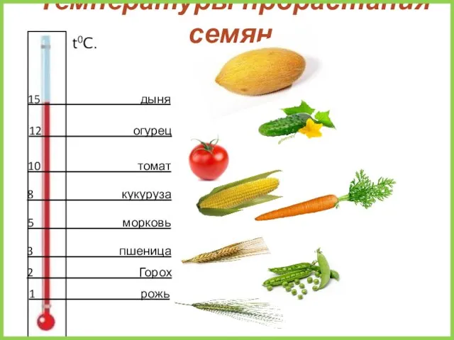 Температуры прорастания семян. 2 Горох 1 рожь 3 пшеница 5 морковь 15