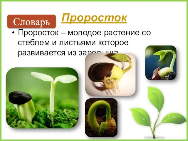 Проросток Проросток – молодое растение со стеблем и листьями которое развивается из зародыша. Словарь