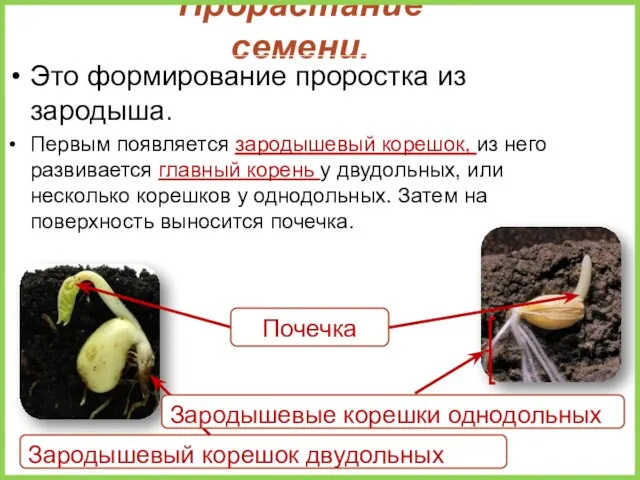 Прорастание семени. Это формирование проростка из зародыша. Первым появляется зародышевый корешок, из