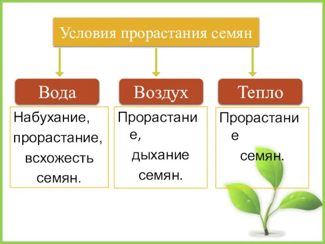 Набухание, прорастание, всхожесть семян. Условия прорастания семян Тепло Вода Воздух Прорастание семян. Прорастание, дыхание семян.