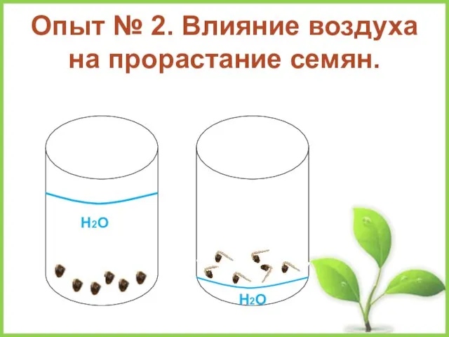 Опыт № 2. Влияние воздуха на прорастание семян. Н2О Н2О