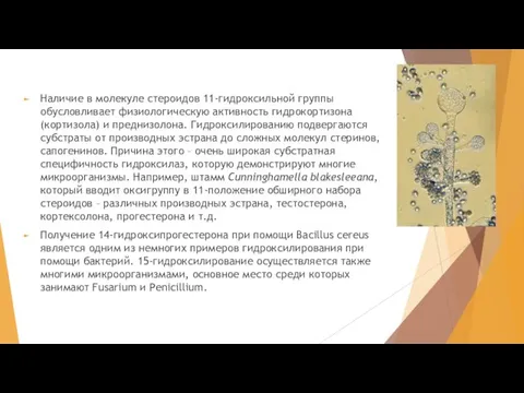 Наличие в молекуле стероидов 11-гидроксильной группы обусловливает физиологическую активность гидрокортизона (кортизола) и