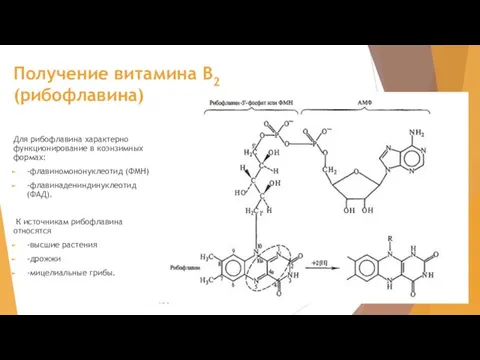 Получение витамина В2 (рибофлавина) Для рибофлавина характерно функционирование в коэнзимных формах: -флавиномононуклеотид