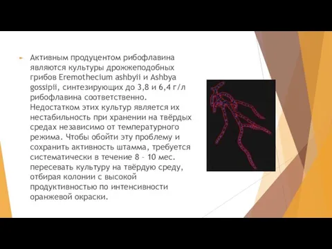 Активным продуцентом рибофлавина являются культуры дрожжеподобных грибов Eremothecium ashbyii и Ashbya gossipii,