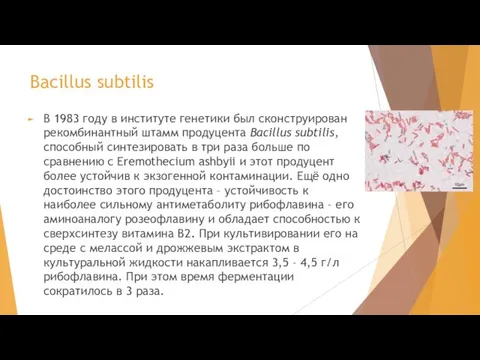 Bacillus subtilis В 1983 году в институте генетики был сконструирован рекомбинантный штамм