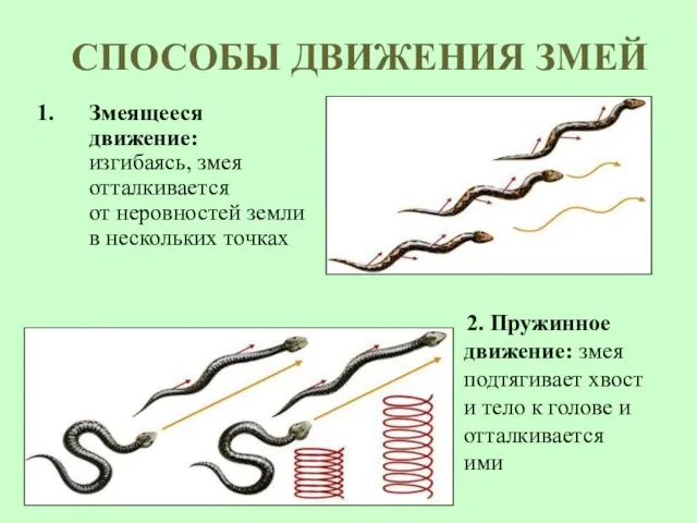 СПОСОБЫ ДВИЖЕНИЯ ЗМЕЙ Змеящееся движение: изгибаясь, змея отталкивается от неровностей земли в