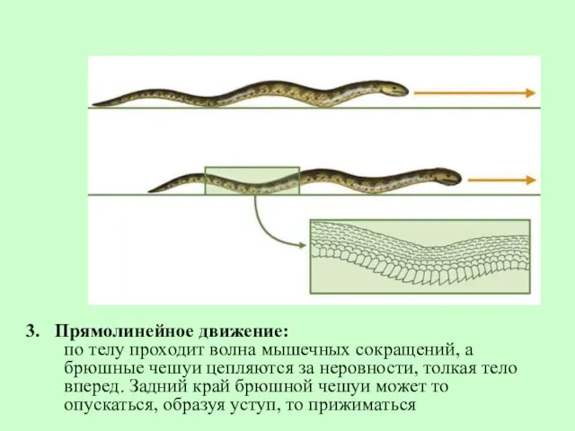 3. Прямолинейное движение: по телу проходит волна мышечных сокращений, а брюшные чешуи