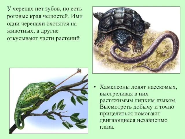 Хамелеоны ловят насекомых, выстреливая в них растяжимым липким языком. Высмотреть добычу и