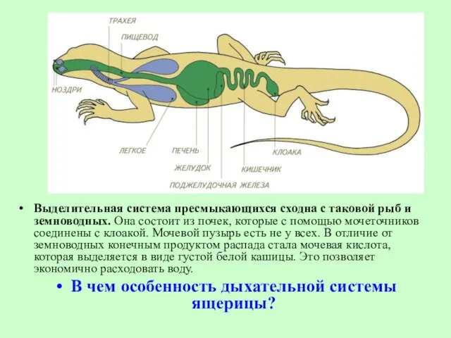 Выделительная система пресмыкающихся сходна с таковой рыб и земноводных. Она состоит из