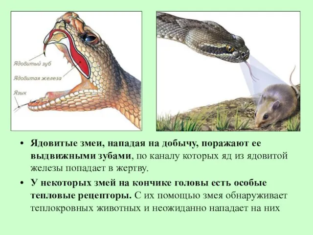 Ядовитые змеи, нападая на добычу, поражают ее выдвижными зубами, по каналу которых