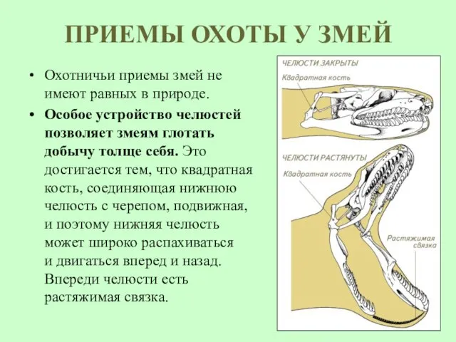 ПРИЕМЫ ОХОТЫ У ЗМЕЙ Охотничьи приемы змей не имеют равных в природе.