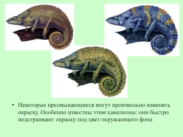 Некоторые пресмыкающиеся могут произвольно изменять окраску. Особенно известны этим хамелеоны: они быстро