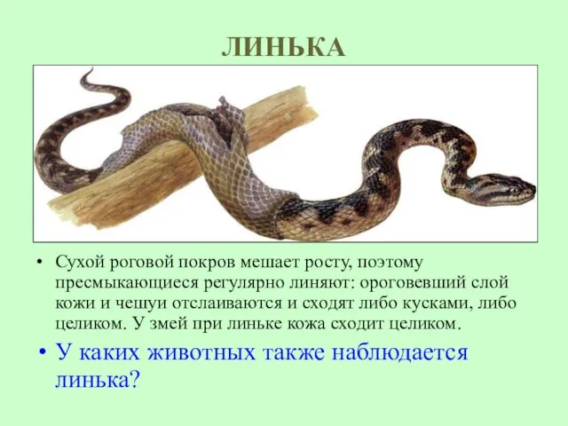 ЛИНЬКА Сухой роговой покров мешает росту, поэтому пресмыкающиеся регулярно линяют: ороговевший слой