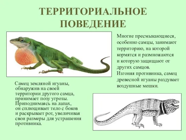 ТЕРРИТОРИАЛЬНОЕ ПОВЕДЕНИЕ Самец земляной игуаны, обнаружив на своей территории другого самца, принимает