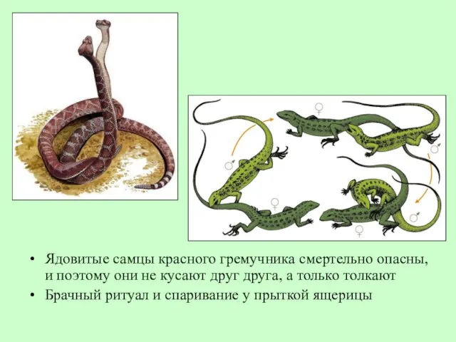 Ядовитые самцы красного гремучника смертельно опасны, и поэтому они не кусают друг