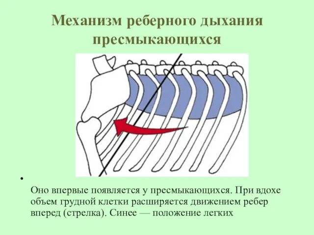 Механизм реберного дыхания пресмыкающихся Оно впервые появляется у пресмыкающихся. При вдохе объем