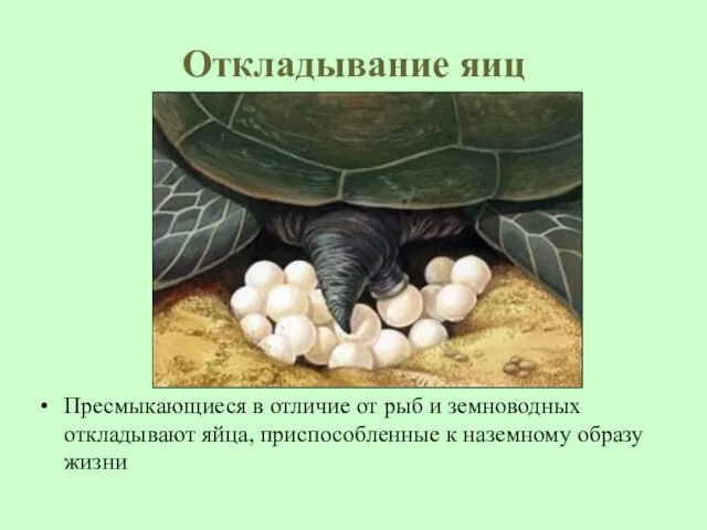 Откладывание яиц Пресмыкающиеся в отличие от рыб и земноводных откладывают яйца, приспособленные к наземному образу жизни