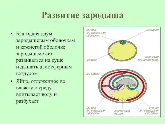 Развитие зародыша Благодаря двум зародышевым оболочкам и кожистой оболочке зародыш может развиваться