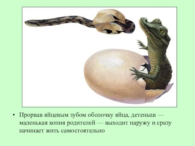 Прорвав яйцевым зубом оболочку яйца, детеныш — маленькая копия родителей — выходит