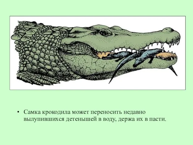 Самка крокодила может переносить недавно вылупившихся детенышей в воду, держа их в пасти.