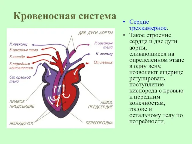 Кровеносная система Сердце трехкамерное. Такое строение сердца и две дуги аорты, сливающиеся