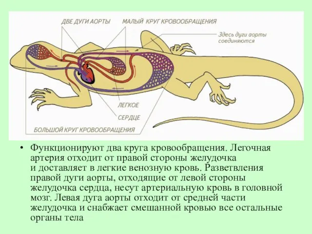 Функционируют два круга кровообращения. Легочная артерия отходит от правой стороны желудочка и