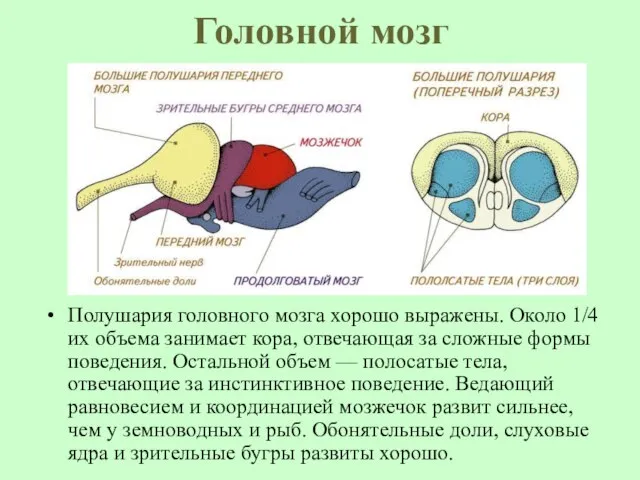 Головной мозг Полушария головного мозга хорошо выражены. Около 1/4 их объема занимает