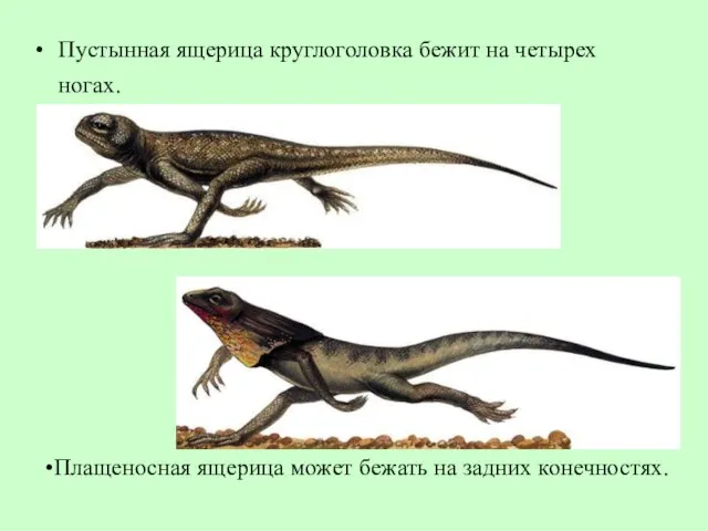 Пустынная ящерица круглоголовка бежит на четырех ногах. Плащеносная ящерица может бежать на задних конечностях.