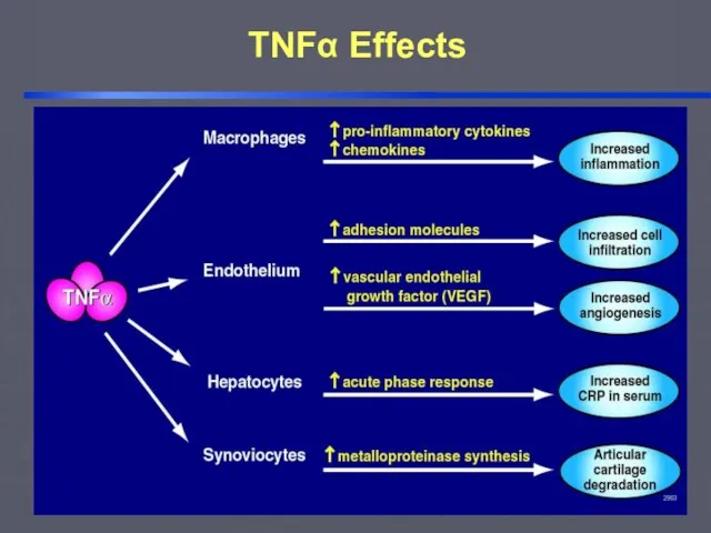 TNFα Effects