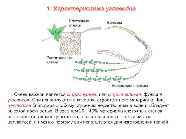 Очень важной является структурная, или строительная, функция углеводов. Они используются в качестве