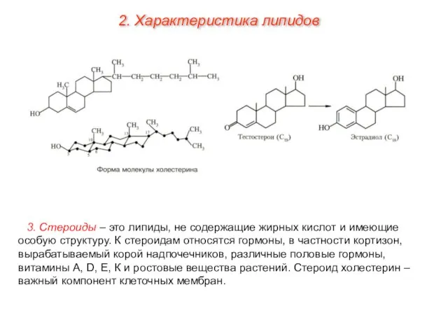 3. Стероиды – это липиды, не содержащие жирных кислот и имеющие особую