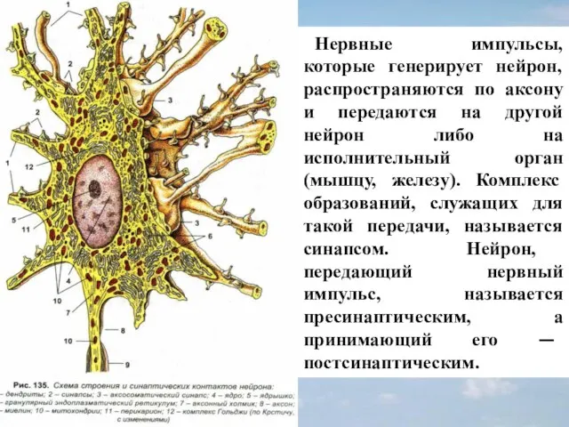 Нервные импульсы, которые генерирует нейрон, распространяются по аксону и передаются на другой