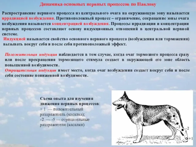 Динамика основных нервных процессов по Павлову Распространение нервного процесса из центрального очага