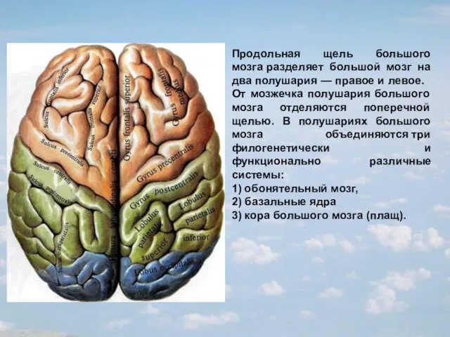 Продольная щель большого мозга разделяет большой мозг на два полушария — правое