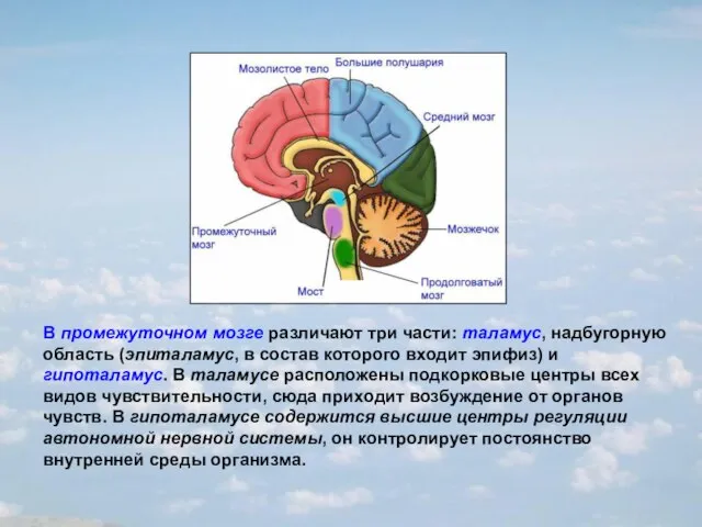 В промежуточном мозге различают три части: таламус, надбугорную область (эпиталамус, в состав