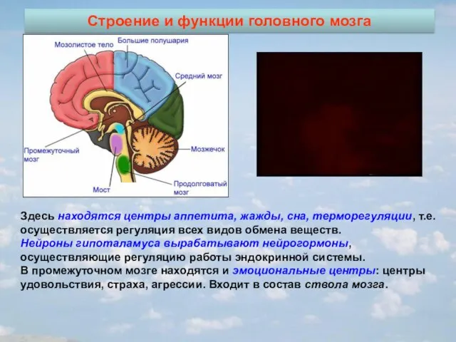 Строение и функции головного мозга Здесь находятся центры аппетита, жажды, сна, терморегуляции,
