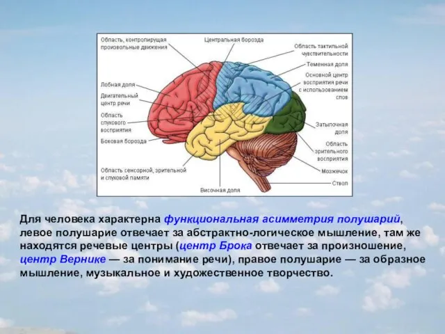 Для человека характерна функциональная асимметрия полушарий, левое полушарие отвечает за абстрактно-логическое мышление,