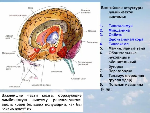 Важнейшие части мозга, образующие лимбическую систему располагаются вдоль краев больших полушарий, как