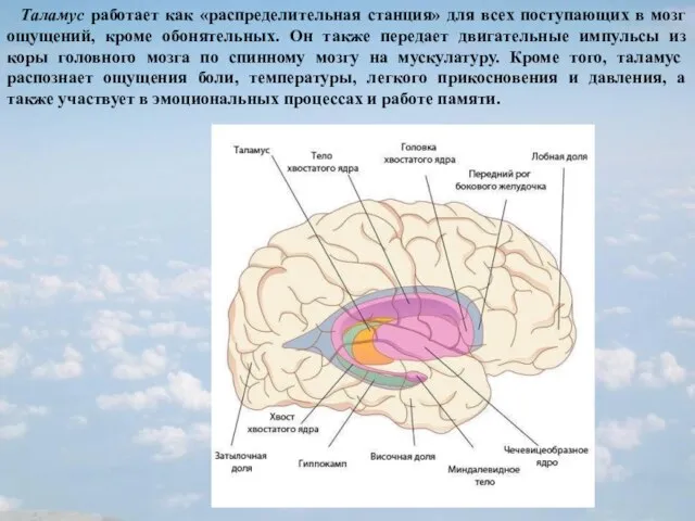 Таламус работает как «распределительная станция» для всех поступающих в мозг ощущений, кроме