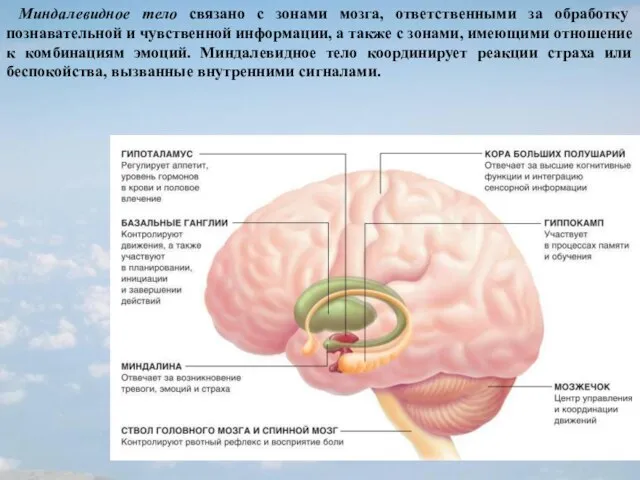 Миндалевидное тело связано с зонами мозга, ответственными за обработку познавательной и чувственной